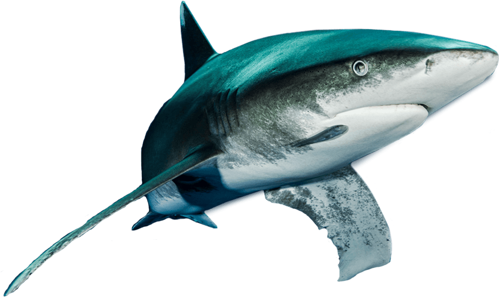 Shark - Atlantic Blue Marlin Clipart (1027x606), Png Download