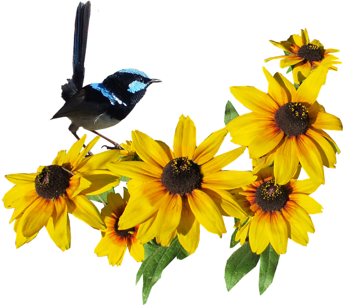 Laminated Poster Flower On Wren Bird Yellow Poster - Gula Blommor Png Clipart (960x611), Png Download