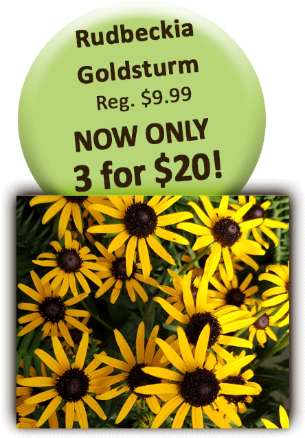 Rudbeckia Goldstrum - Black-eyed Susan Clipart (504x720), Png Download