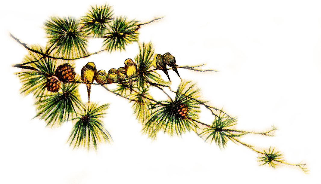 Pinecone Clipart Pine Sprig - Vintage Pine Cone Png Transparent Png (1066x612), Png Download