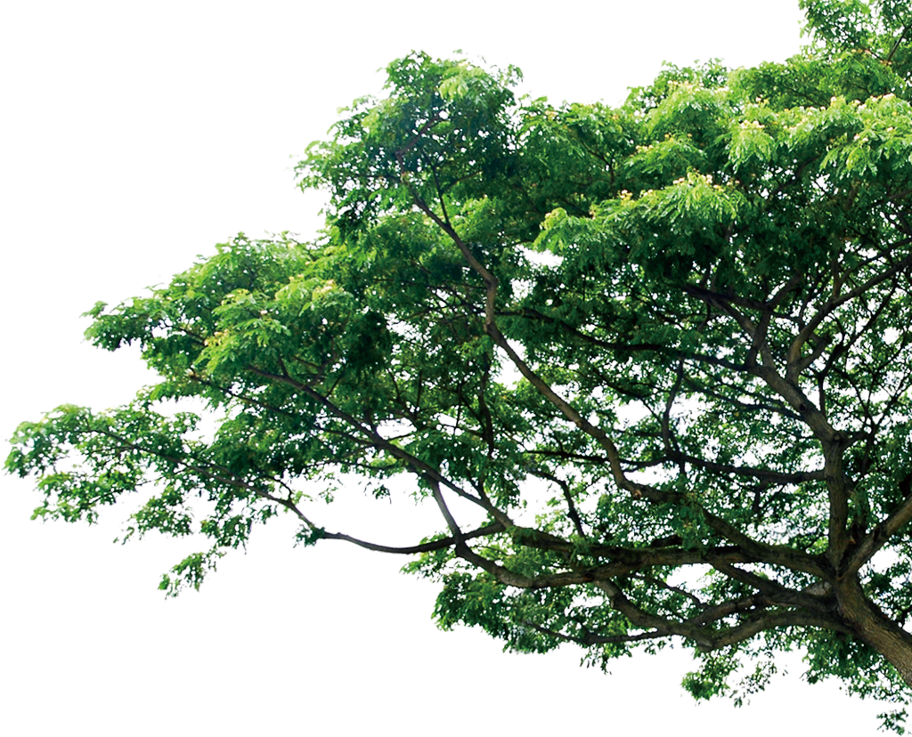 Дерево Png Clipart (1024x828), Png Download