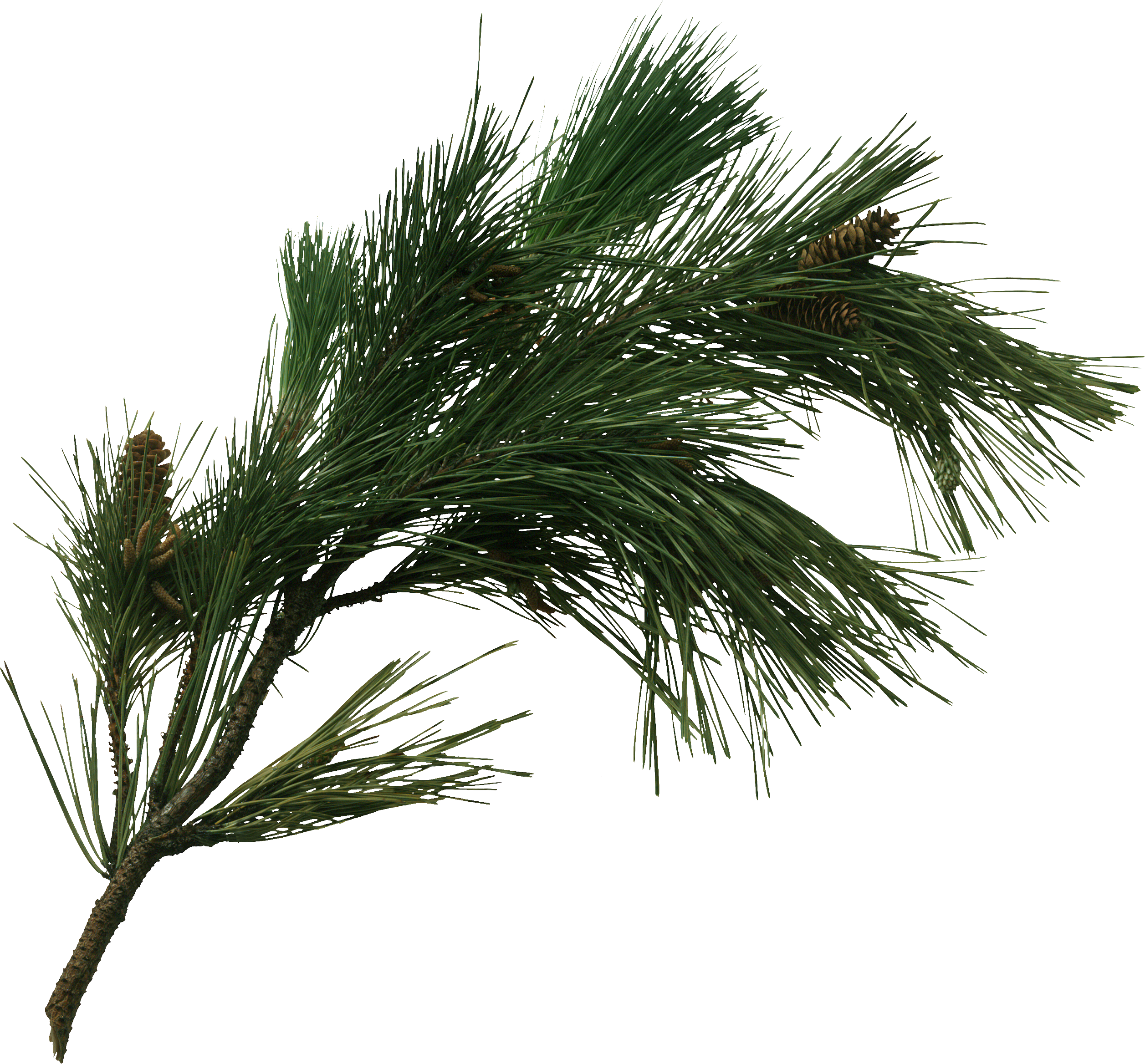 Pine Tree Fir Pinus Pinaster Cone Transprent - Pine Tree Branch Png Clipart (2514x2337), Png Download