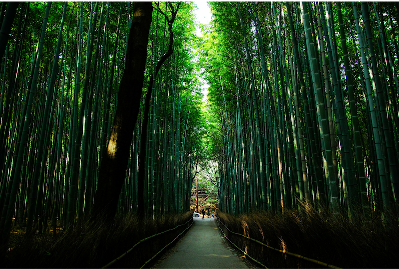 The Most Beautiful Forest You Will Ever See - Kyoto Clipart (800x800), Png Download
