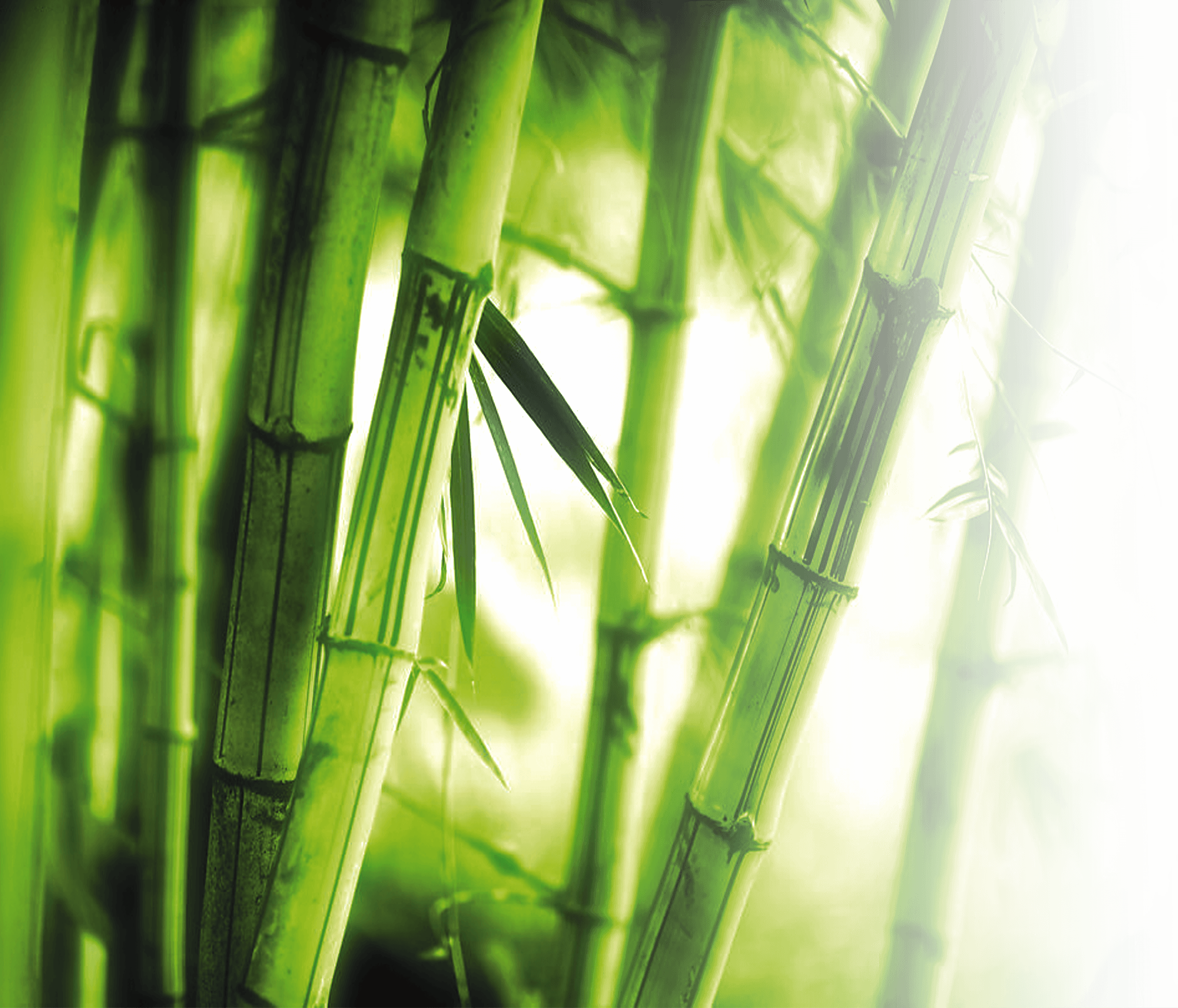 Lush Bamboo Forest Photography No - High Resolution Wallpaper Bamboo Clipart (2692x2303), Png Download