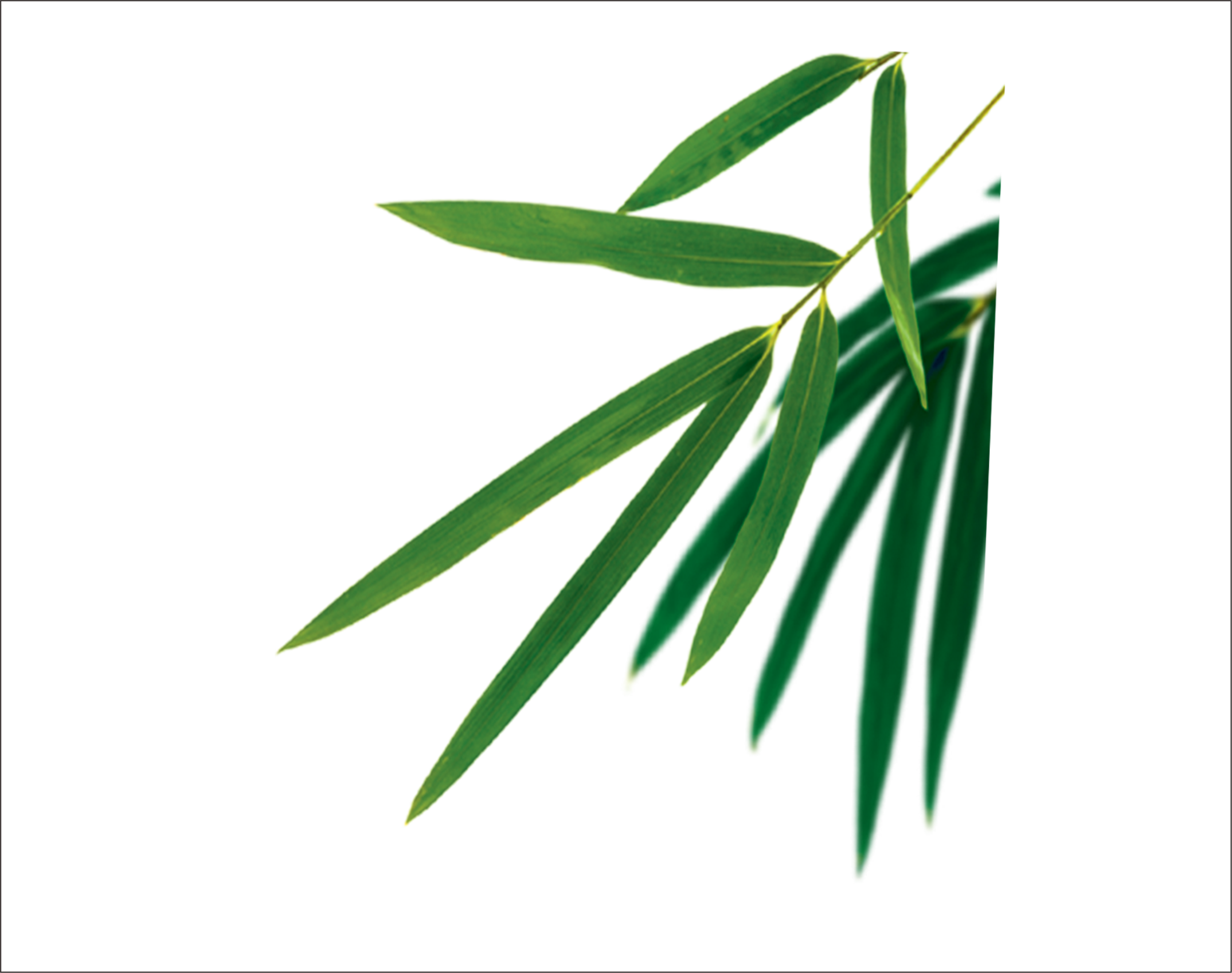 Bamboo Leaves Vector - Bamboo Leaf Vector Free Clipart (2503x1978), Png Download
