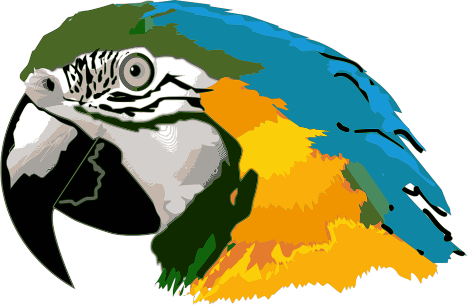 Macaw Clipart Parrot Head - Araras Desenho Png Transparent Png (960x625), Png Download