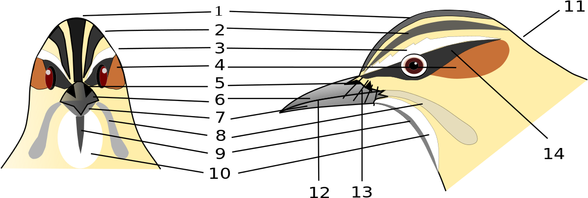 File - Birdhead - Svg - Cartoon Clipart (1280x582), Png Download