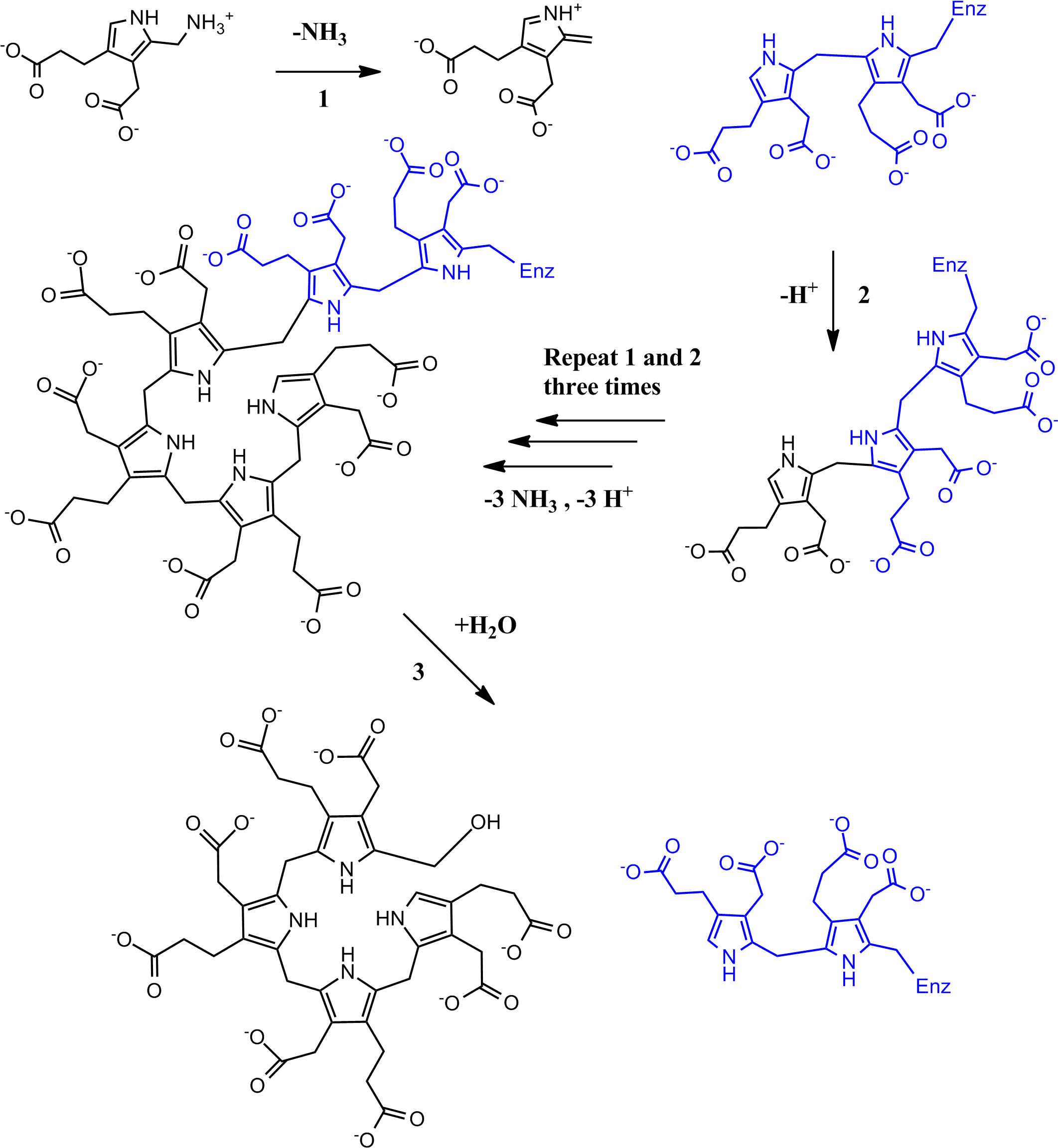 Full Pbg Deaminase Mechanism - Porphobilinogen Deaminase Clipart (2140x2324), Png Download