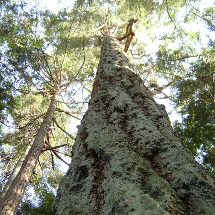 Doug Fir - Redwood Clipart (1000x750), Png Download