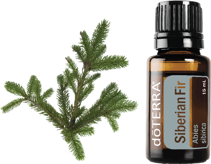 Description - Lavender Doterra Clipart (1008x1041), Png Download