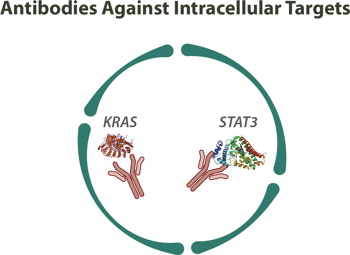 Antibodies Against Intracellular Targets - Intracellular Antibodies Clipart (1172x860), Png Download
