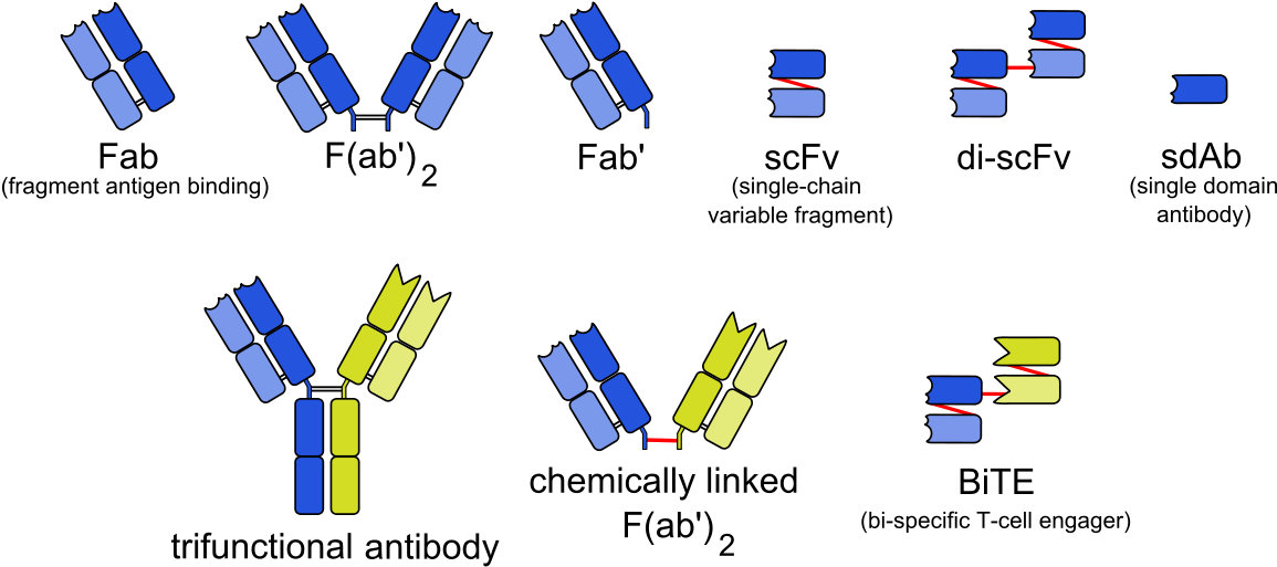 Bifunctional Antibody Clipart (1200x554), Png Download