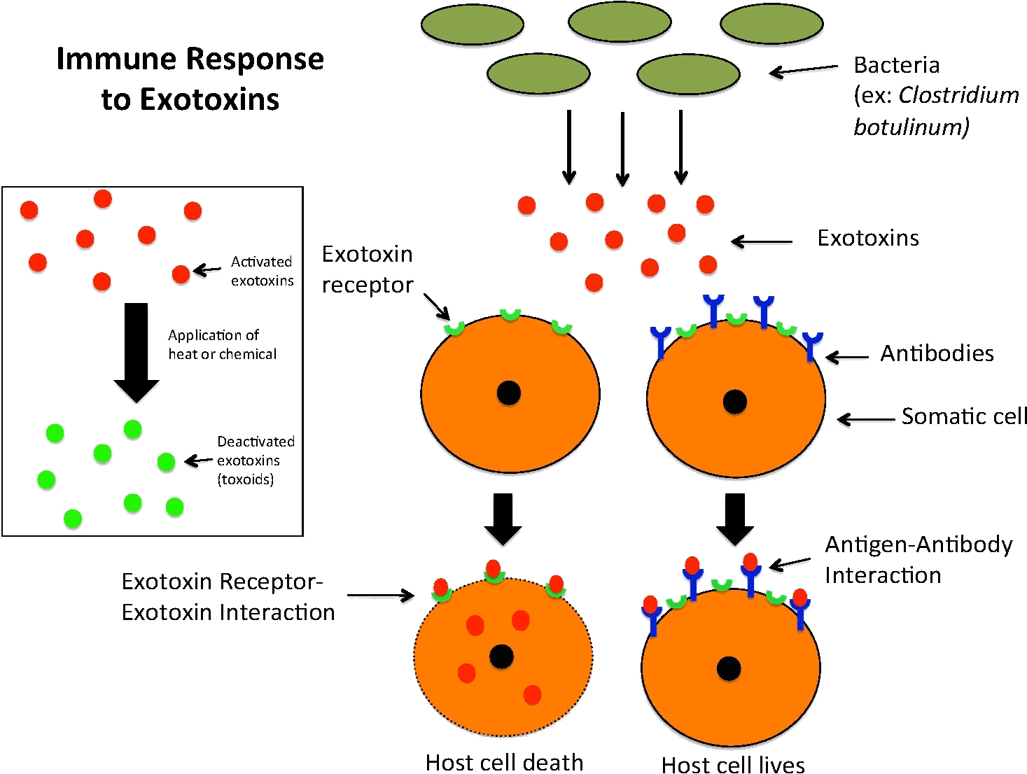 Immune Response To Exotoxins - Difference Entre Endotoxine Et Exotoxine Clipart (1500x1125), Png Download