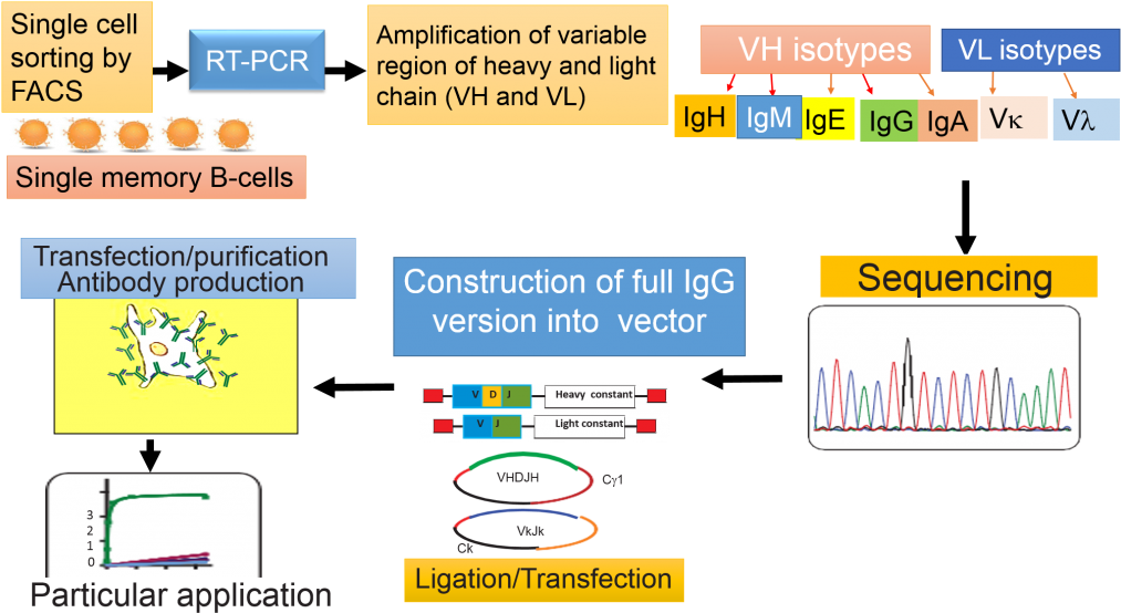 Overview Of Methodology Used For Single B-cell Antibody - Single B Cell Antibody Technologies Clipart (1024x575), Png Download