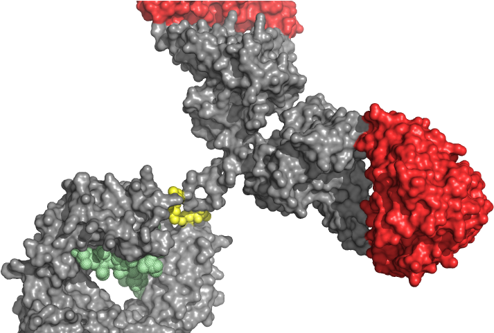 Seedless Fruit Clipart (800x480), Png Download