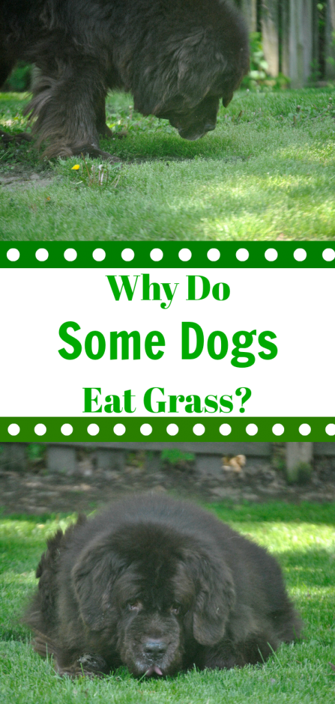 Contary To Popular Belief, When Dogs Eat Grass It Doesn't - Dog Toy Clipart (488x1024), Png Download