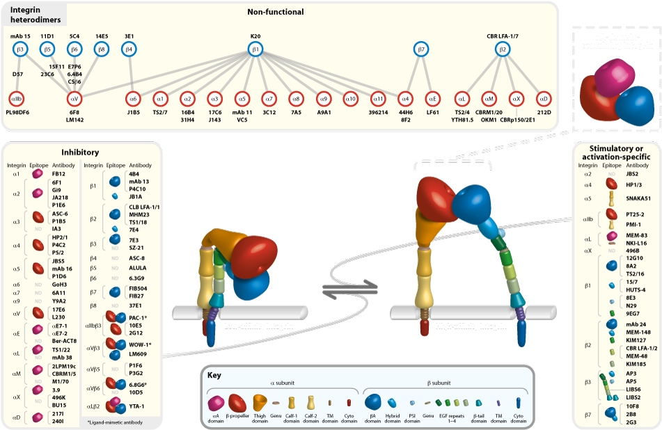 Anti Integrin Clipart (1010x647), Png Download