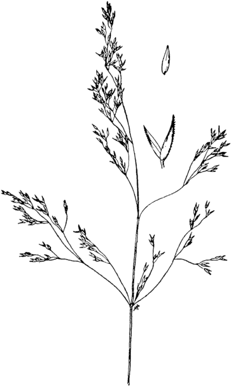 Poaceae Of Butte - Agrostis Idahoensis Clipart (500x835), Png Download