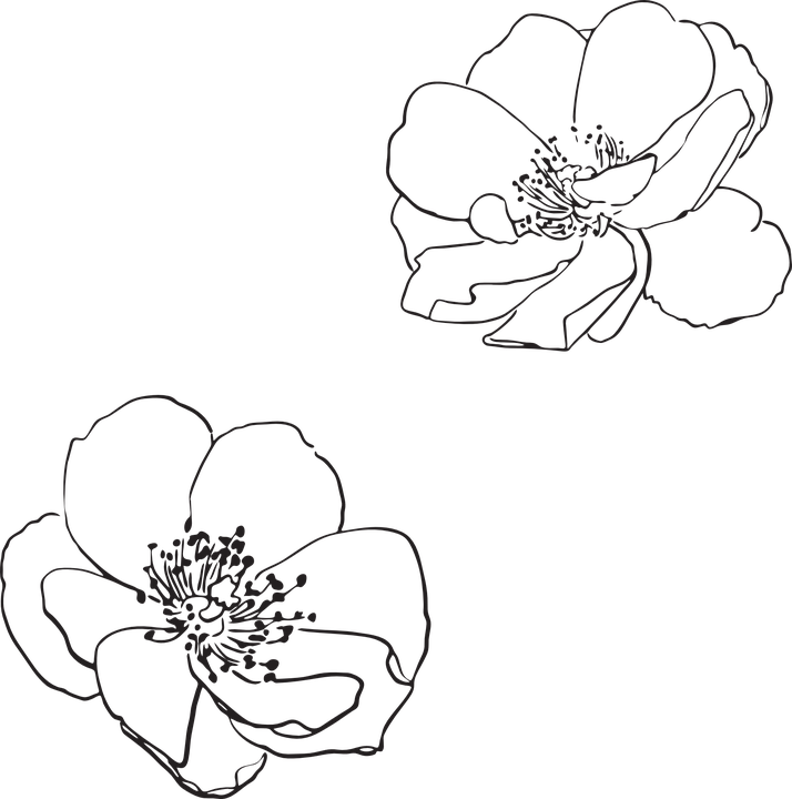 Rose, Wild, Flower, Flowers, Pictured, Vector, Spring - Vector Flower Outline Png Clipart (714x720), Png Download