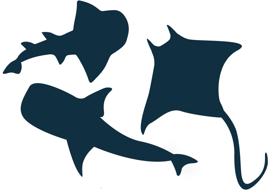 Shark Clipart (1122x800), Png Download