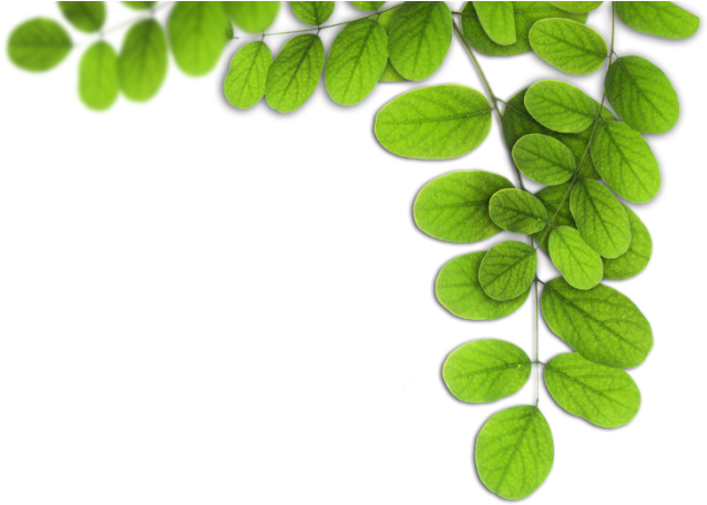 Duas Folhas Png - Folhas Png Clipart (700x471), Png Download