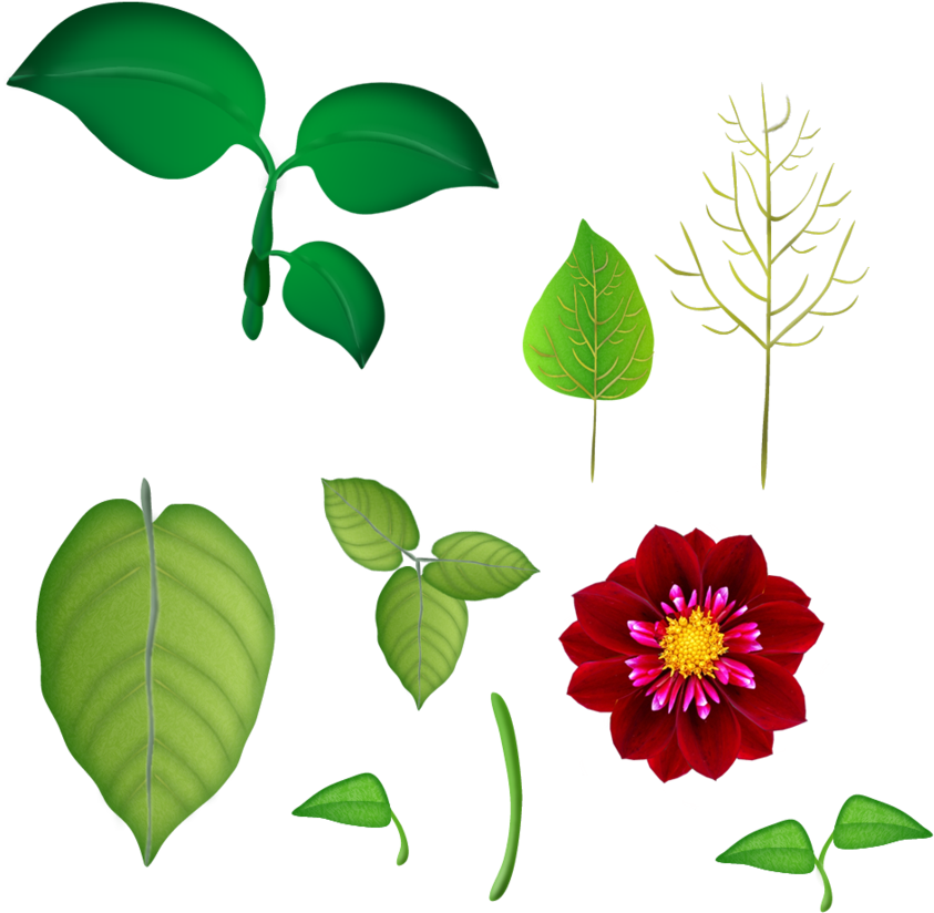 Flores E Folhas Png - Folhas De Flor Png Clipart (915x873), Png Download