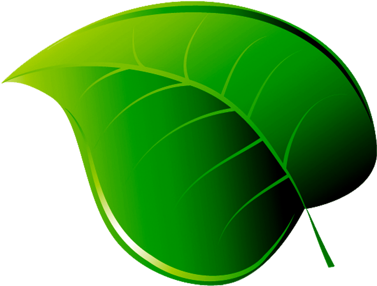 Folha Em Png - Folha Png Clipart (1024x768), Png Download