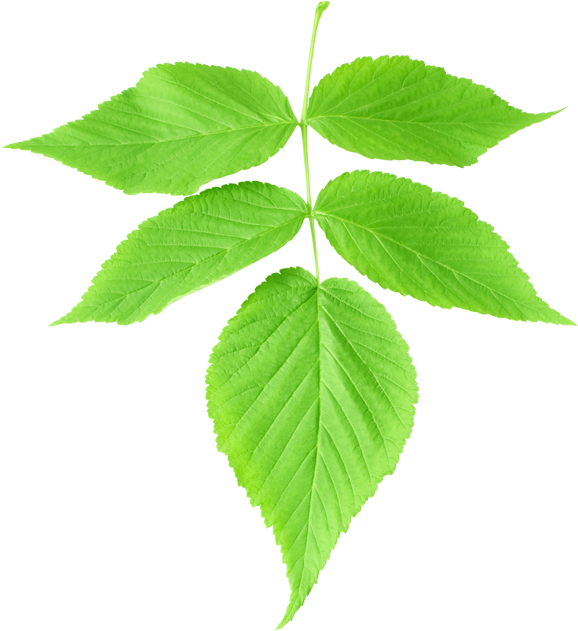 Brushes E Efeitos Brushes De Folhas Realista - รูป ใบไม้ สี เขียว Clipart (709x709), Png Download