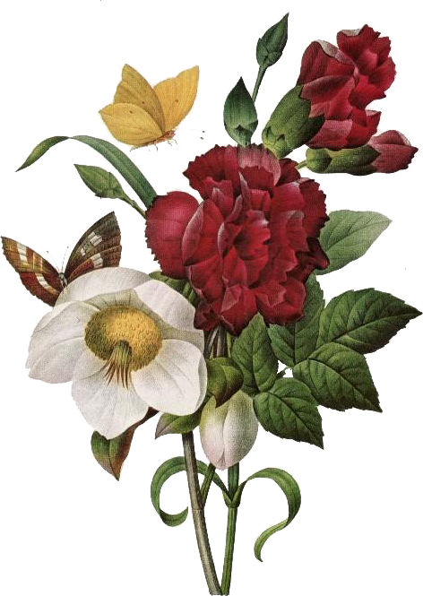 Ilustración De Botánica, Hombreras, Ramos De Flores, - Book Of Flowers Taschen Clipart (472x665), Png Download