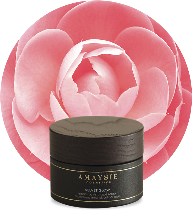 Japanese Camellia , Png Download - Common Peony Clipart (650x708), Png Download