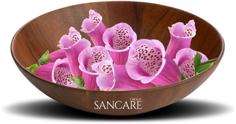 Cardiac Regulator, Diuretic - Moth Orchid Clipart (850x531), Png Download