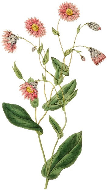 Plant Nature Leaf Flower Growth Blossom Bloom - Naturaleza Vintage Png Clipart (433x720), Png Download