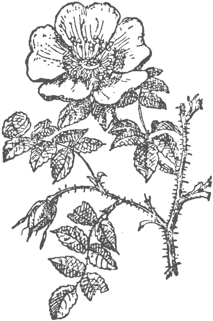 4 - Rose Clipart (800x800), Png Download