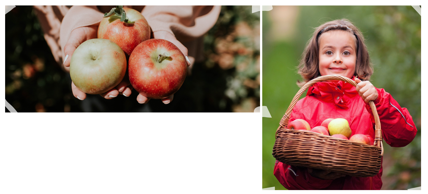 2019 Picking Schedule Coming Soon - Mcintosh Clipart (1422x645), Png Download