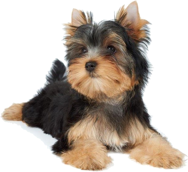 Dogs - Small Dogs Laying Down Clipart (614x560), Png Download