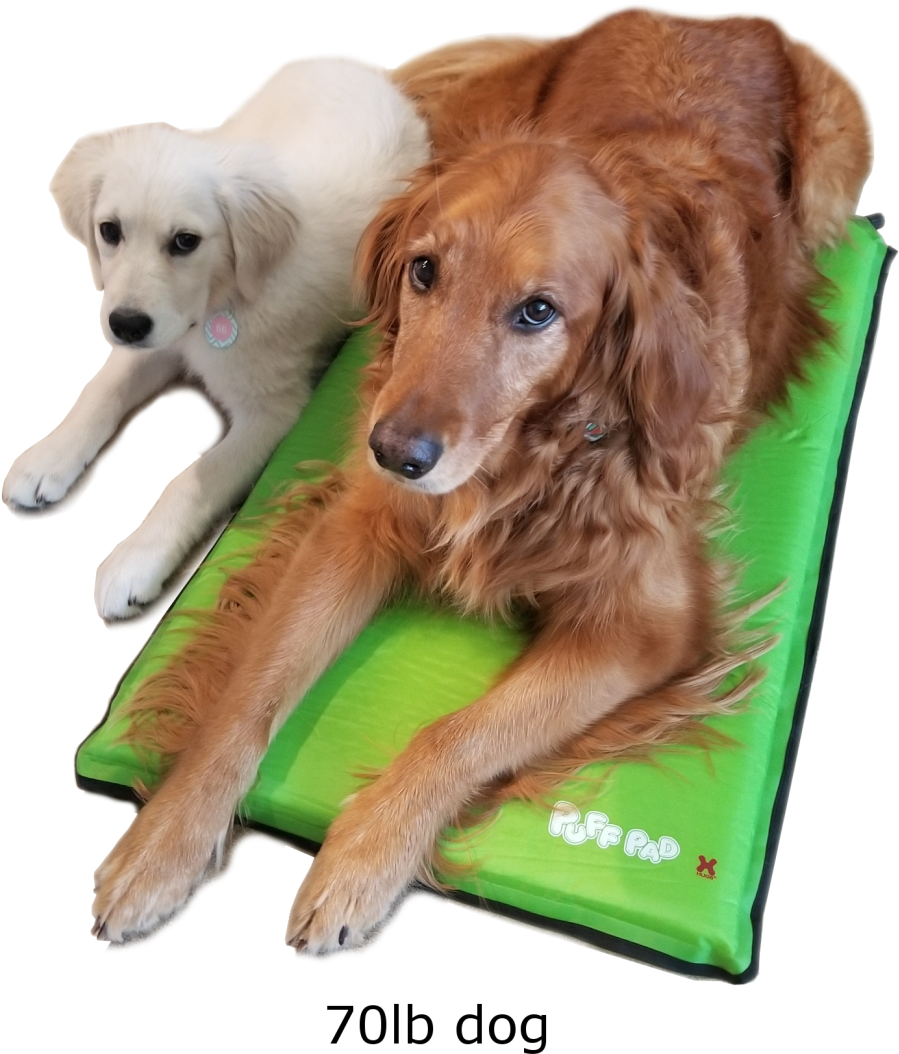 Dog Catches Something Clipart (1104x1104), Png Download