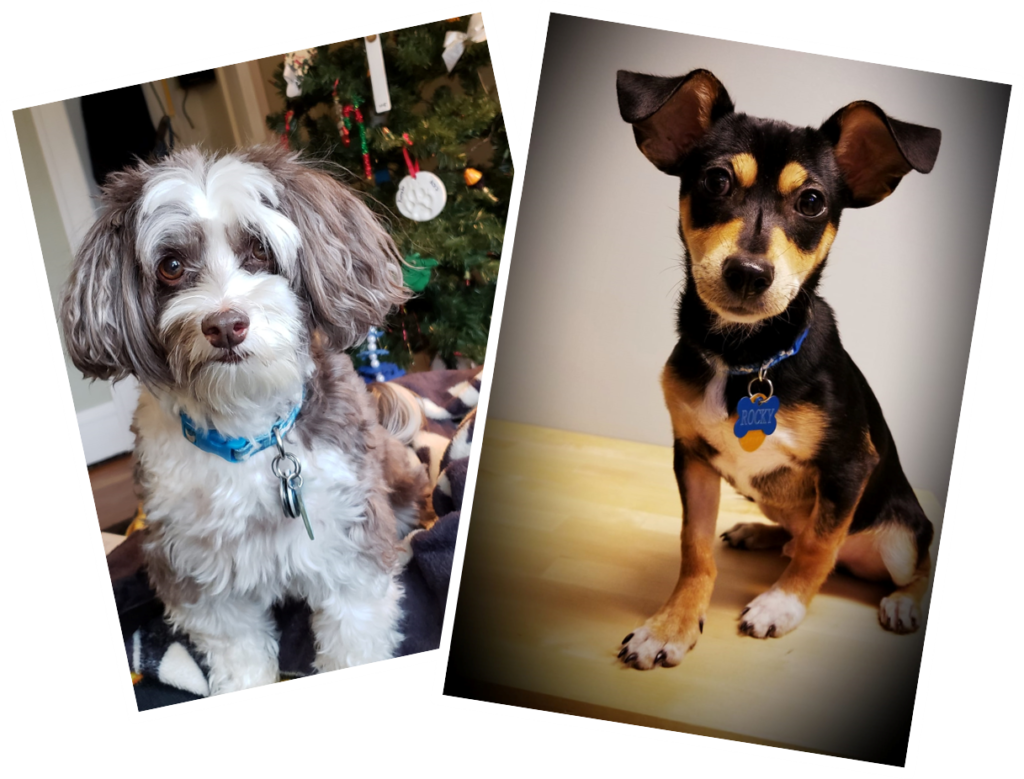 Companion Dog Clipart (1024x779), Png Download