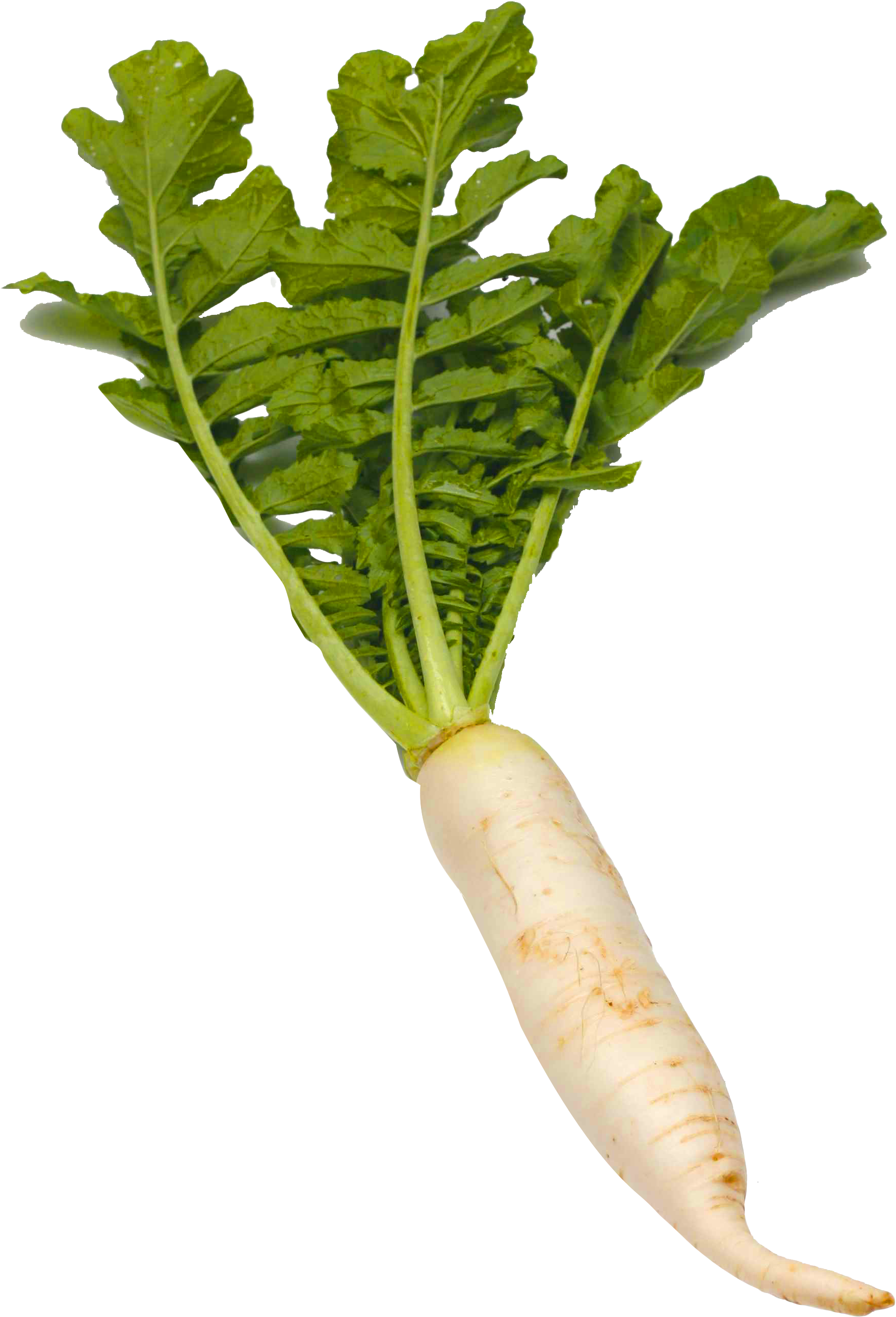 Radish Clipart Png Transparent Png (1976x2708), Png Download