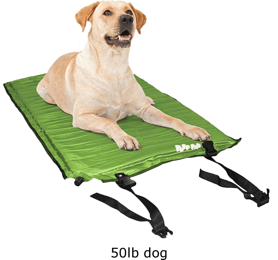 Dog Clipart (1104x1104), Png Download