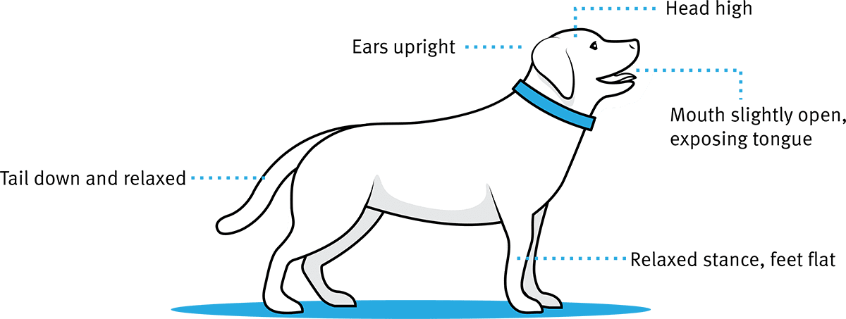 If You Catch Your Dog Like This, It Means She Is Neutral, - Dog Catches Something Clipart (1200x453), Png Download