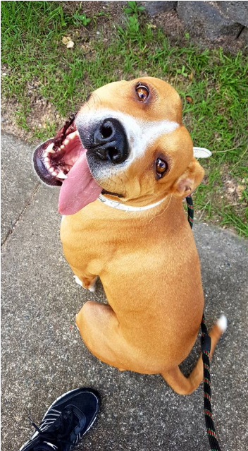 Photo Of Lulu - Companion Dog Clipart (638x638), Png Download