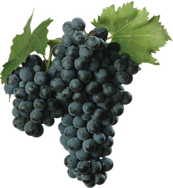 Of Unknown Origin, Montepulciano Has Been Present In - Sangiovese Grape Clipart (595x709), Png Download