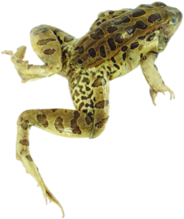 Loading Zoom - Leopard Frog Clipart (1280x1110), Png Download