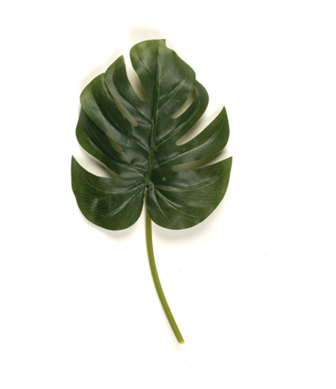 Monstera Leaf - Monstera Deliciosa Clipart (1200x768), Png Download