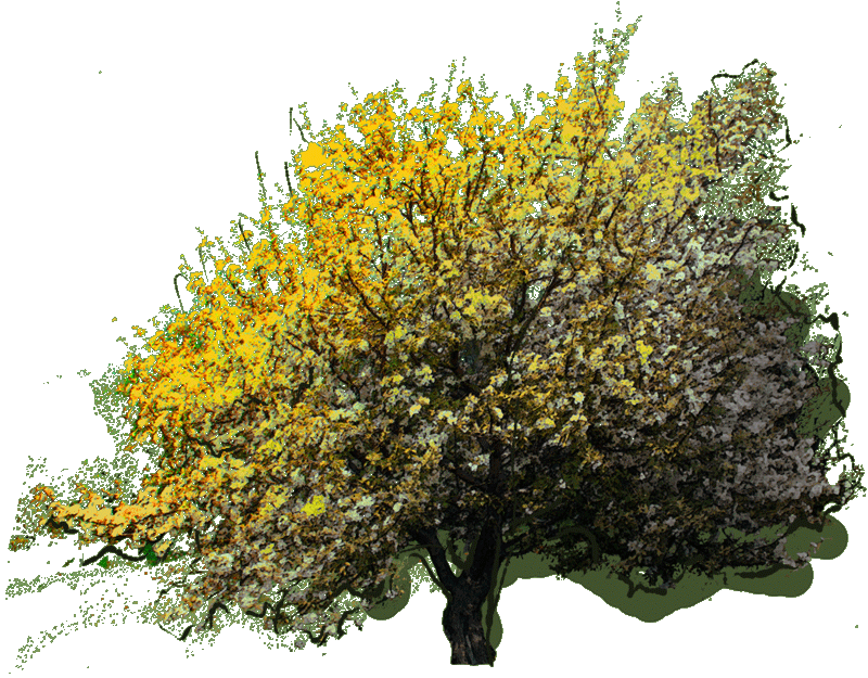 134430 Metrosideros Excelsa Jlwz 23 Jan 2019 - Swamp Birch Clipart (800x625), Png Download