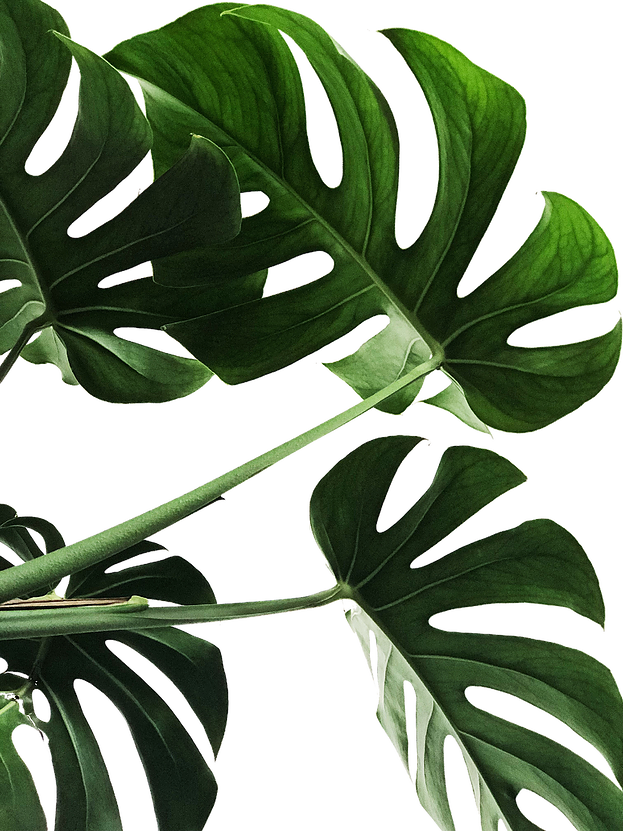 Website Plant Angie Sanchez Edited - Poster Monstera Clipart (623x831), Png Download