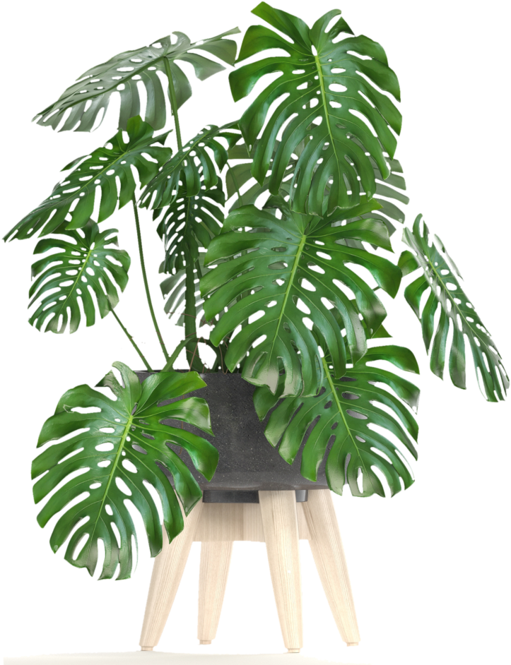 Monstera Deliciosa - Roystonea Clipart (808x1024), Png Download