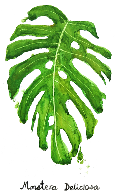 Bleed Area May Not Be Visible - Monstera Deliciosa Painting Clipart (466x700), Png Download