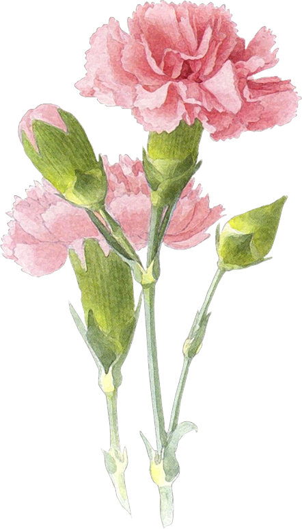 Y Trabajos Con Flores - Carnation Flower Watercolor Clipart (442x772), Png Download
