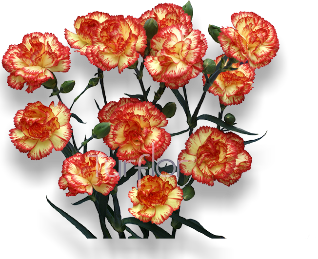 Cherry Tessino - Floribunda Clipart (652x532), Png Download